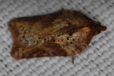 <i>Acleris schalleriana</i>