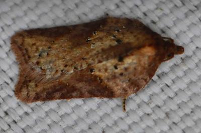 <i>Acleris schalleriana</i>