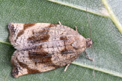 <i>Archips crataegana</i>