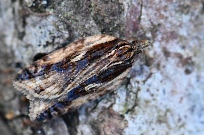 <i>Acleris umbrana</i>