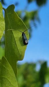<i>Adela reaumurella</i>