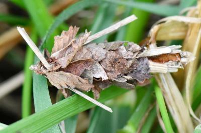 <i>Canephora hirsuta</i>
