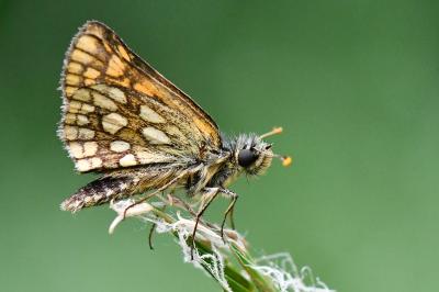 Hespérie du Brome 