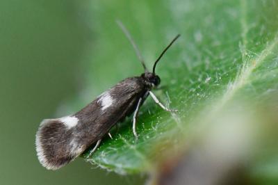 <i>Atemelia torquatella</i>