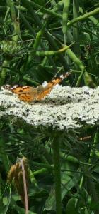 Vanesse des Chardons 