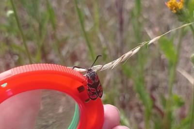 Zygène du Sainfoin 