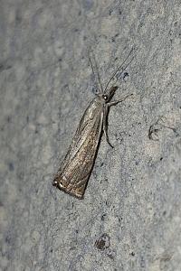 <i>Chrysoteuchia culmella</i>