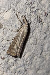 <i>Chrysoteuchia culmella</i>