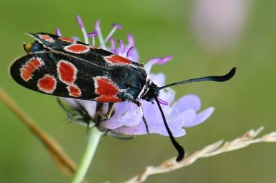 Zygène du Sainfoin 