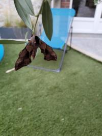 Sphinx demi-paon