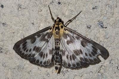 <i>Anania hortulata</i>