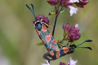 Zygène du Sainfoin 
