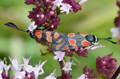 Zygène du Sainfoin 