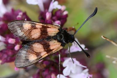 Zygène du Sainfoin 