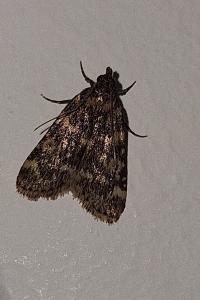 <i>Aglossa caprealis</i>
