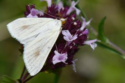 <i>Sitochroa palealis</i>
