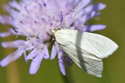 <i>Sitochroa palealis</i>
