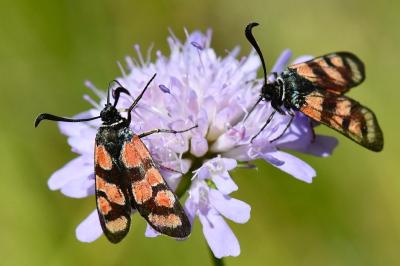 Zygène du Sainfoin 
