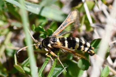 Sésie ichneumon 