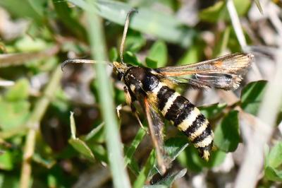 Sésie ichneumon 