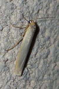 <i>Eilema</i>