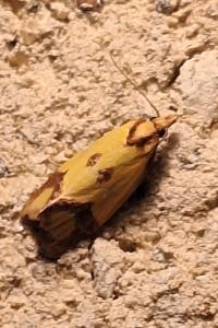<i>Agapeta zoegana</i>