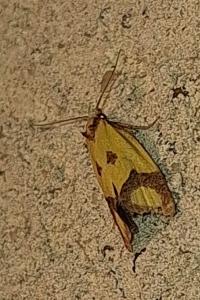 <i>Agapeta zoegana</i>