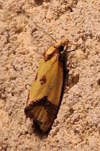 <i>Agapeta zoegana</i>