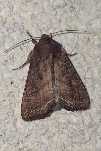 Noctuelle des Potagers 