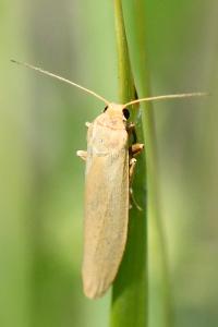 Lithosie naine (La)