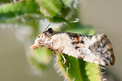 <i>Cochylis hybridella</i>
