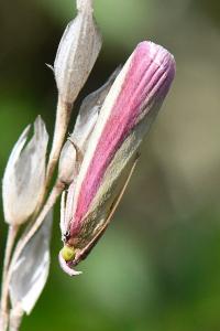 <i>Oncocera semirubella</i>