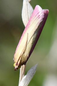 <i>Oncocera semirubella</i>