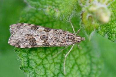 <i>Nomophila noctuella</i>