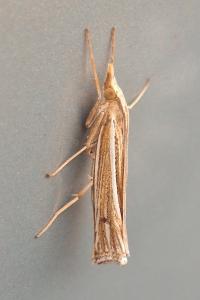 <i>Ancylolomia tentaculella</i>