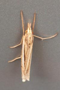 <i>Ancylolomia tentaculella</i>