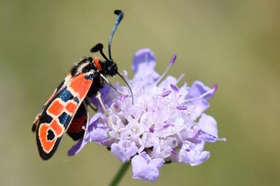 Zygène de la Petite coronille 