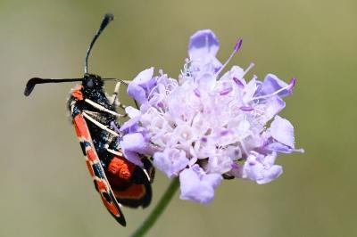 Zygène de la Petite coronille 