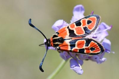 Zygène de la Petite coronille 