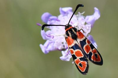 Zygène de la Petite coronille 