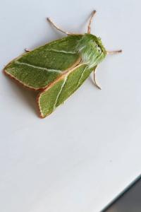 Halias du Hêtre 