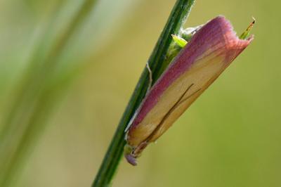 <i>Oncocera semirubella</i>