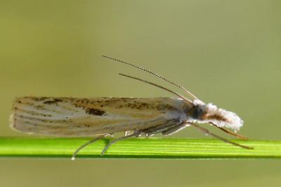 <i>Agriphila inquinatella</i>