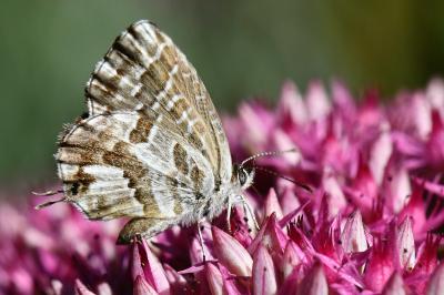 Brun du pélargonium 
