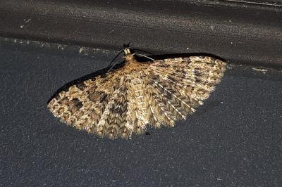 <i>Alucita hexadactyla</i>