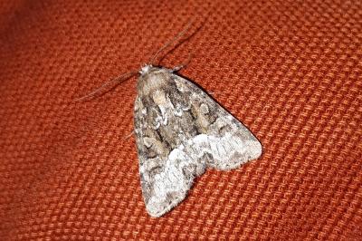 Noctuelle du Dactyle 