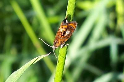 <i>Olethreutes arcuella</i>