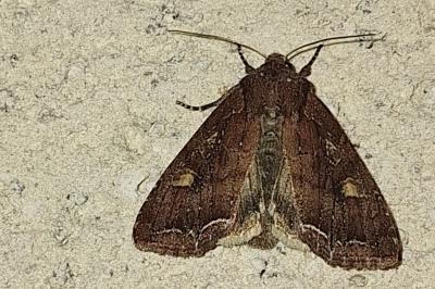 Noctuelle des Potagers 