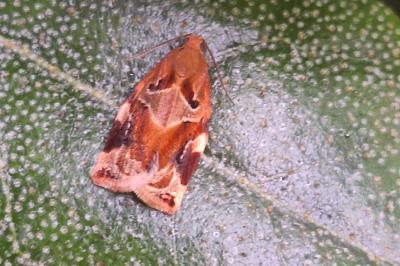 <i>Archips xylosteana</i>