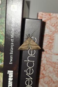 Noctuelle à museau 